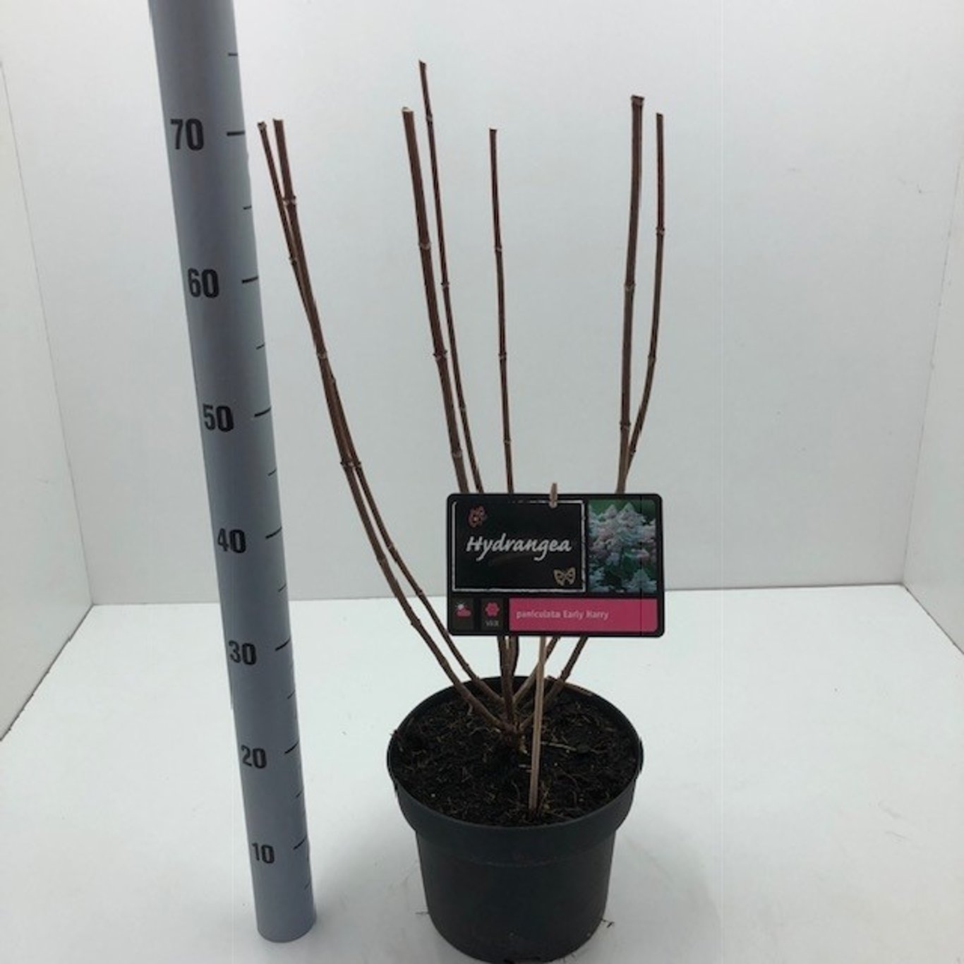 Hydrangea pan. 'Early Harry'® - C5